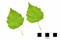 Bouleau - feuilles isolées sur fond blanc (Betula pendula)